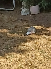 Columba palumbus palumbus