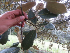 Quercus crassifolia