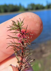 Myriophyllum sibiricum