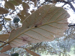 Quercus crassifolia