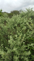 Buddleja scordioides