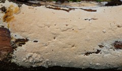 Steccherinum nitidum