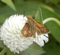 Polites peckius