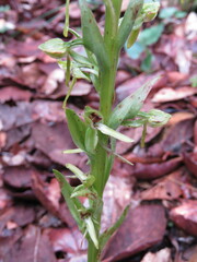 Platanthera brevifolia
