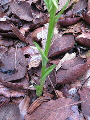 Platanthera brevifolia