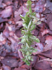 Platanthera brevifolia