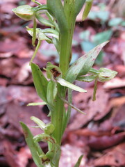 Platanthera brevifolia