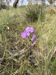 Swainsona procumbens