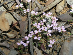 Stylidium perula