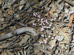 Stylidium perula