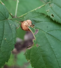 Neolasioptera farinosa
