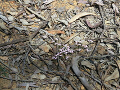Stylidium perula