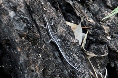 Cryptoblepharus pulcher