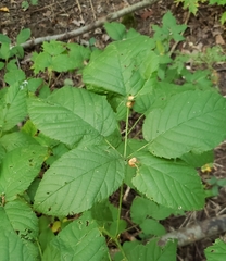 Neolasioptera farinosa