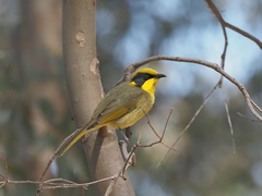Lichenostomus melanops