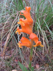 Dichromanthus aurantiacus