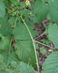 Neolasioptera farinosa