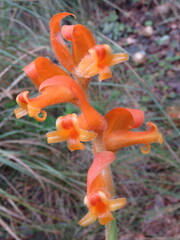 Dichromanthus aurantiacus