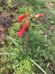 Phycella cyrtanthoides