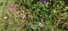 Erodium cicutarium