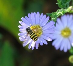Triepeolus