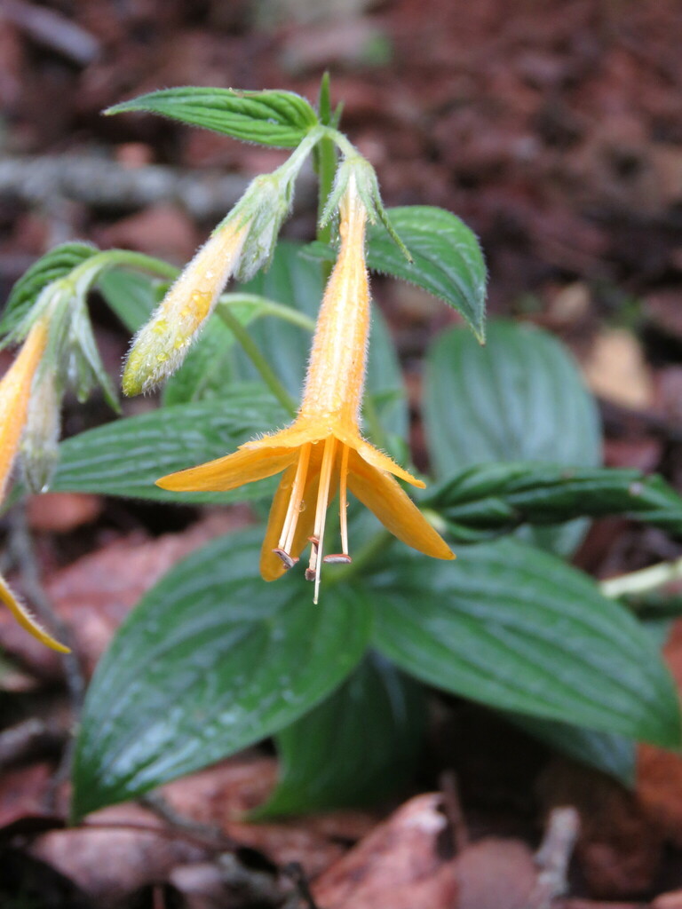 Lithospermum flavum