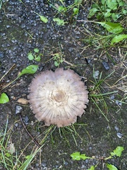 Agaricus bisporus