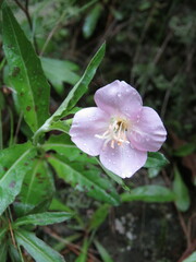 Oenothera deserticola