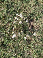 Symphyotrichum divaricatum