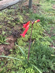 Phycella cyrtanthoides