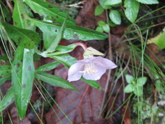Oenothera deserticola