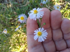 Symphyotrichum divaricatum