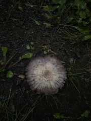 Agaricus bisporus