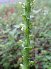 Platanthera limosa