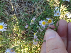 Symphyotrichum divaricatum