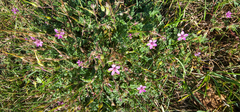Erodium cicutarium