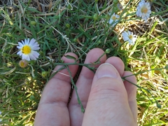 Symphyotrichum divaricatum
