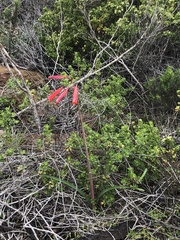 Phycella cyrtanthoides