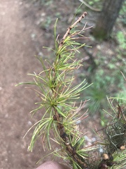 Larix occidentalis