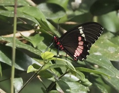 Parides iphidamas
