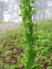Platanthera limosa