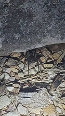 Lycosidae