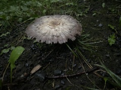 Agaricus bisporus
