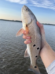 Sciaenops ocellatus