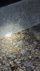 Lycosidae