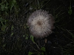 Agaricus bisporus