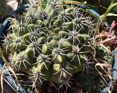 Gymnocalycium mostii
