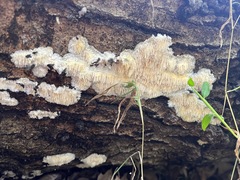 Radulomyces copelandii