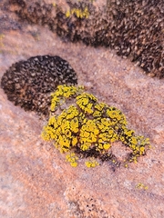 Acarosporaceae