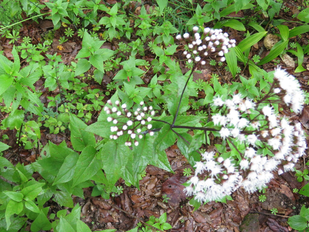 Ageratina triniona